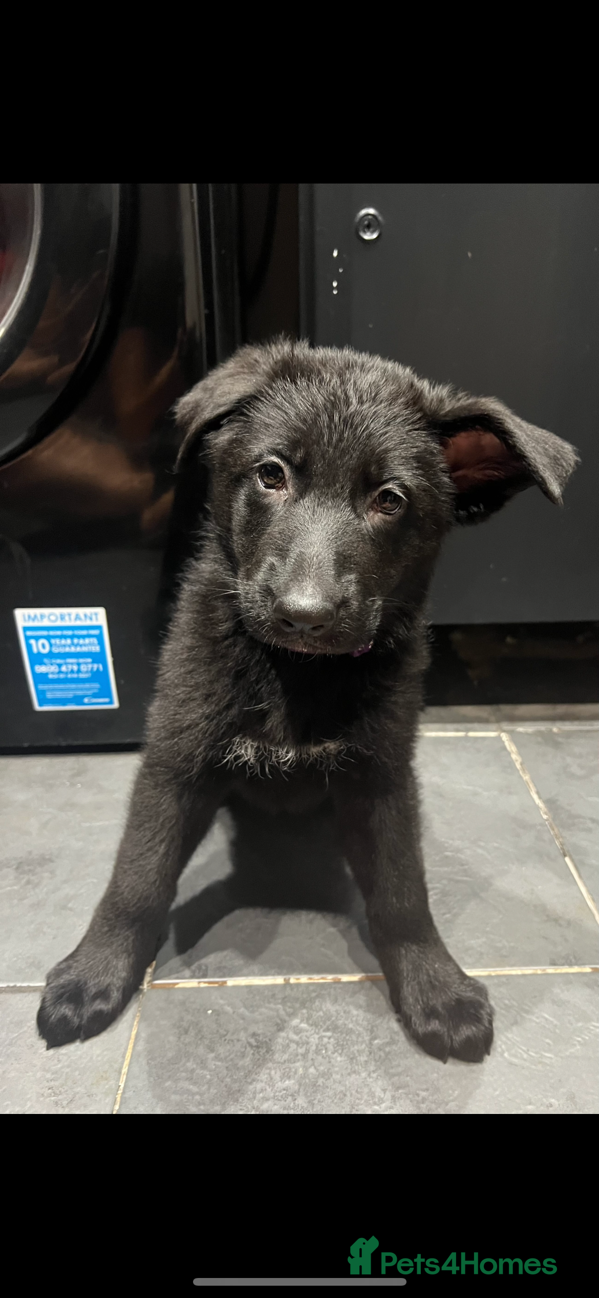 German Shepherd dogs Ready to go!! 8 German Shepard puppies.  - Advert 2