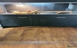 Dragon reptiles for sale: Bearded dragon and full setup - Advert 3