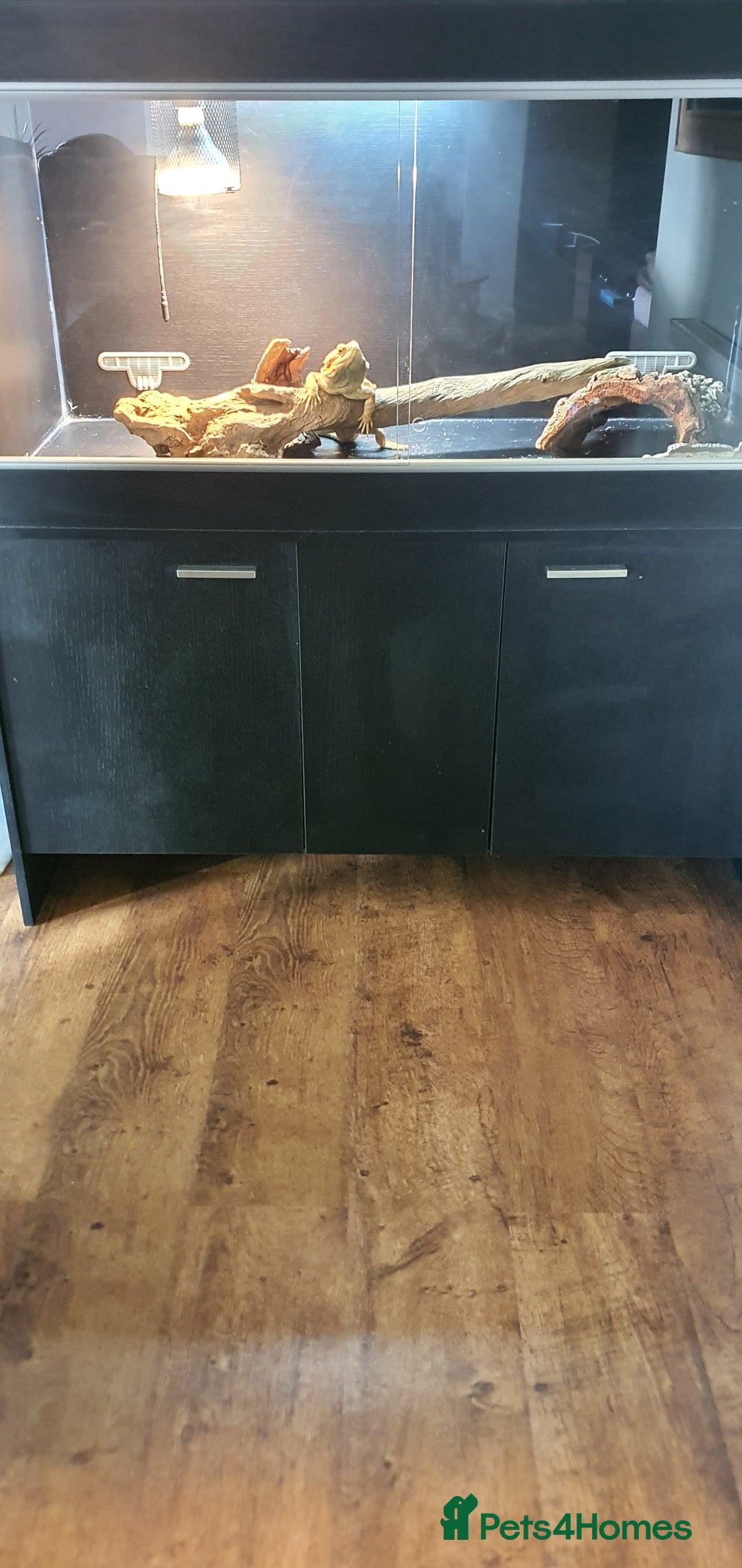 Dragon reptiles for sale: Bearded dragon and full setup - Advert 3