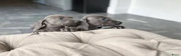 Weimaraner dogs for sale: Only 1 blue girl available  - Advert 13