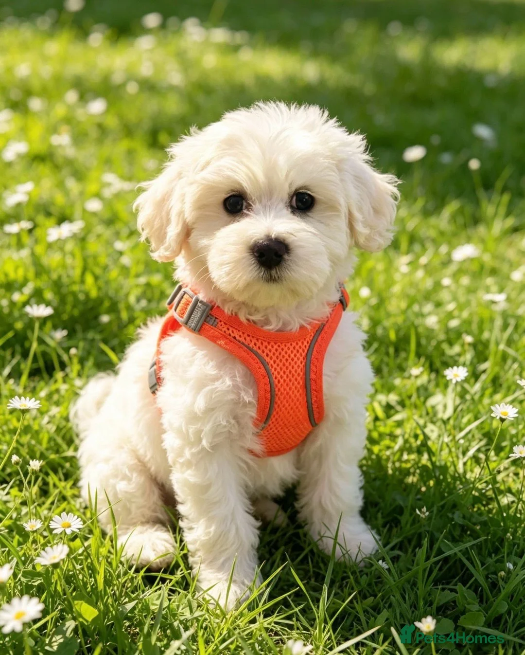Maltipoo dogs for sale: Quality F1 Maltipoo puppy ready! - Advert 1