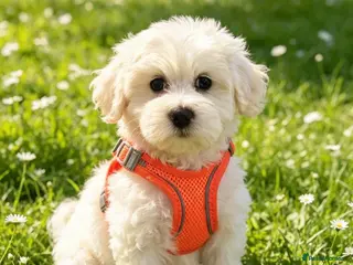 Maltipoo dogs Quality F1 Maltipoo puppy ready! - Advert 1