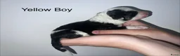 Mixed Breed dogs for sale: Lassie/Border Collie X Toy Poodle puppies - Advert 11