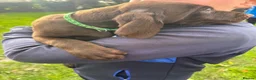 German Shorthaired Pointer dogs for sale: German Shorthaired Pointer puppies  - Advert 26