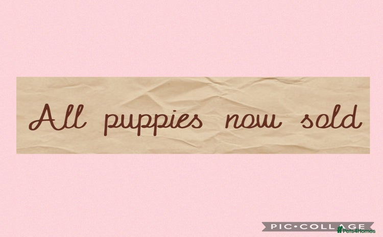 Miniature Schnauzer dogs REDUCED-ALL PUPPIES NOW SOLD - Advert 12