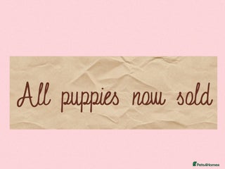 Miniature Schnauzer dogs REDUCED-ALL PUPPIES NOW SOLD - Advert 6