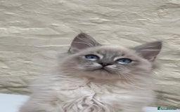 Ragdoll cats for stud: Ragdoll Stud  in Manchester - Image 15