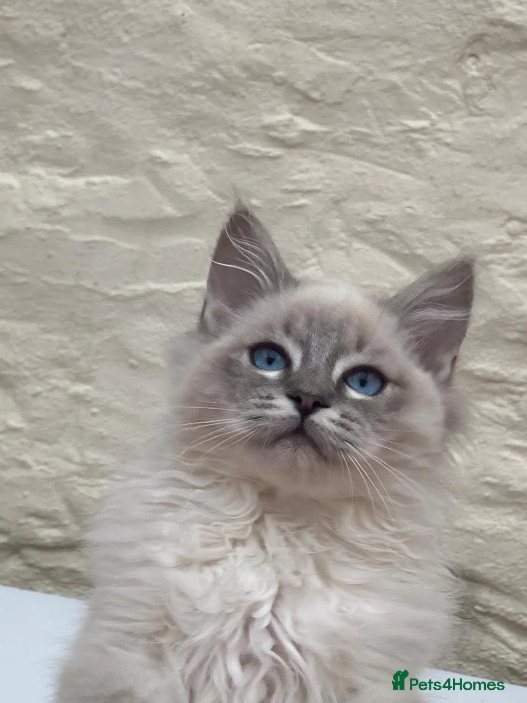 Ragdoll cats for stud: Ragdoll Stud  in Manchester - Advert 14