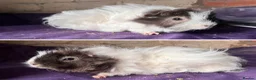 Guinea Pig rodents for sale: Bonded Guinea Pig Boars  - Advert 5