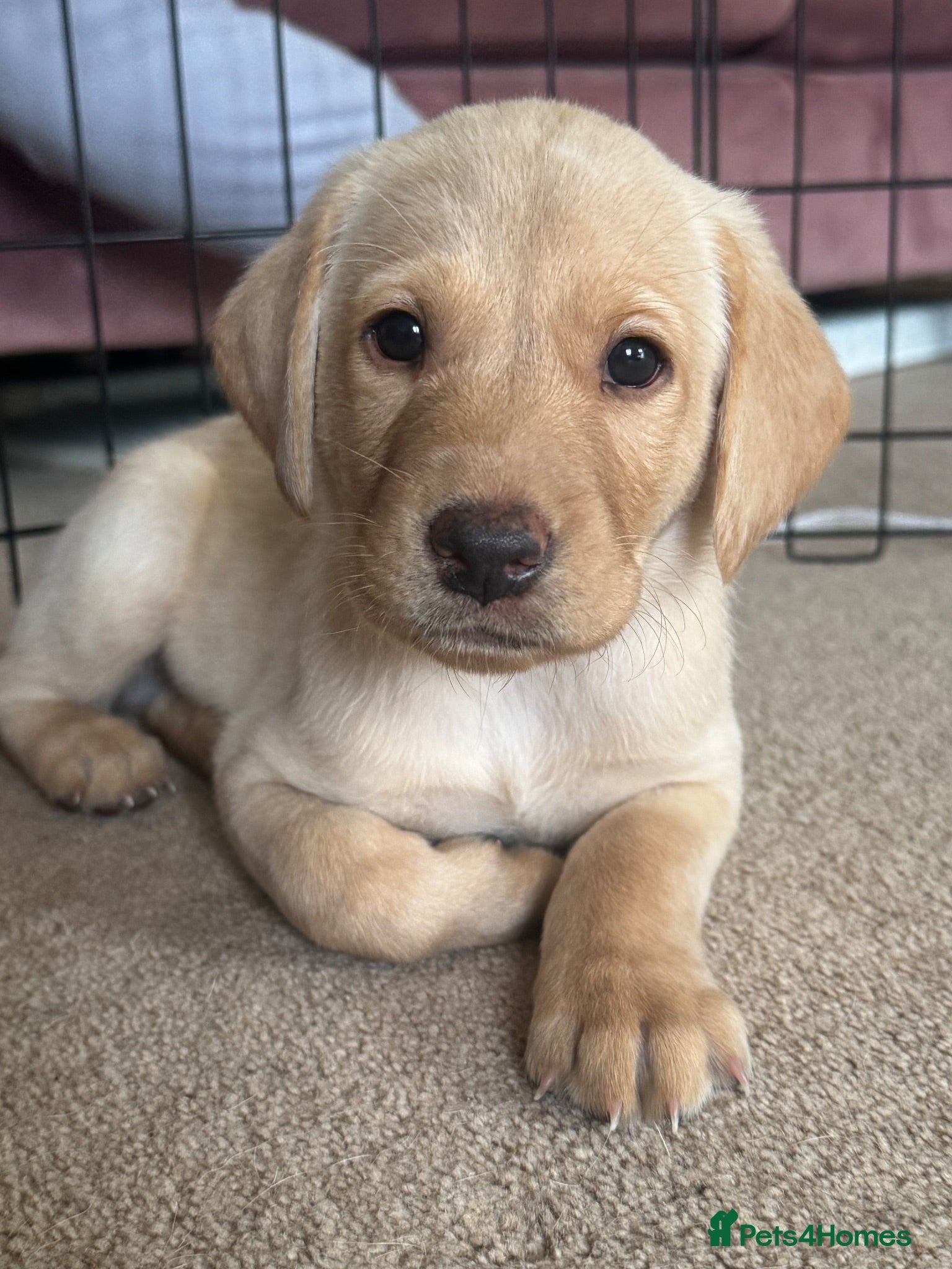 Labrador Retriever dogs Labrador puppies golden & black - Advert 17