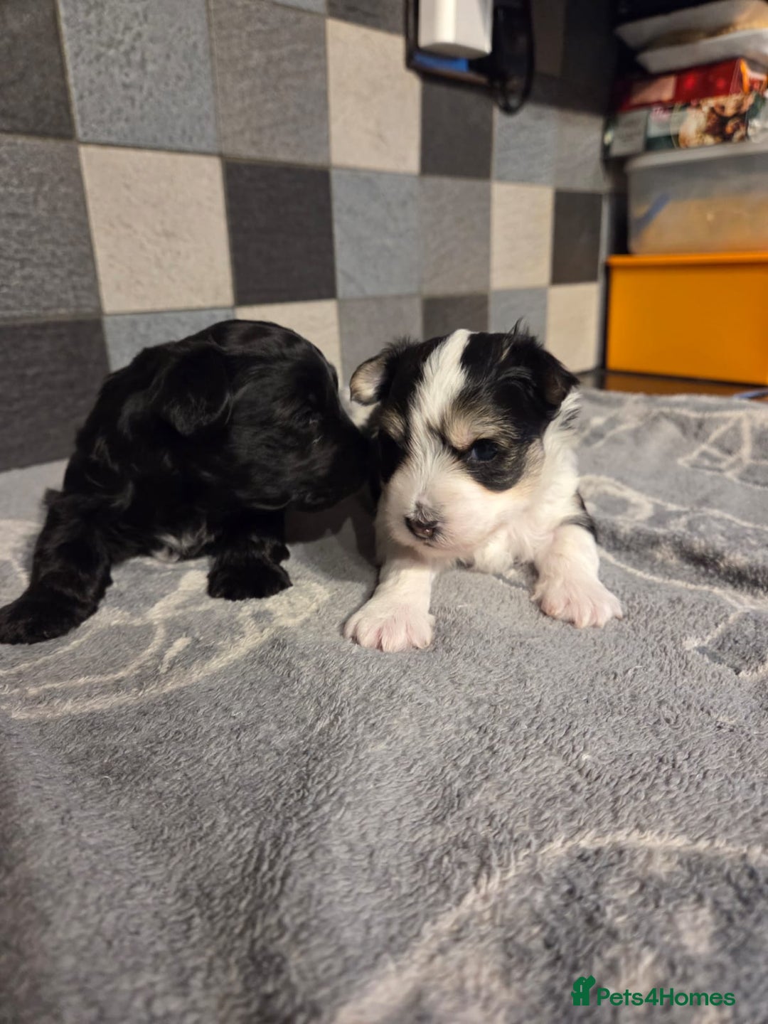 Yorkshire Terrier dogs for sale: Yorkshire terrier biewer puppies  - Advert 3