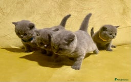 British Shorthair cats for sale: 💕Pure BSH Kittens – Family Raised, Ready December - Image 4