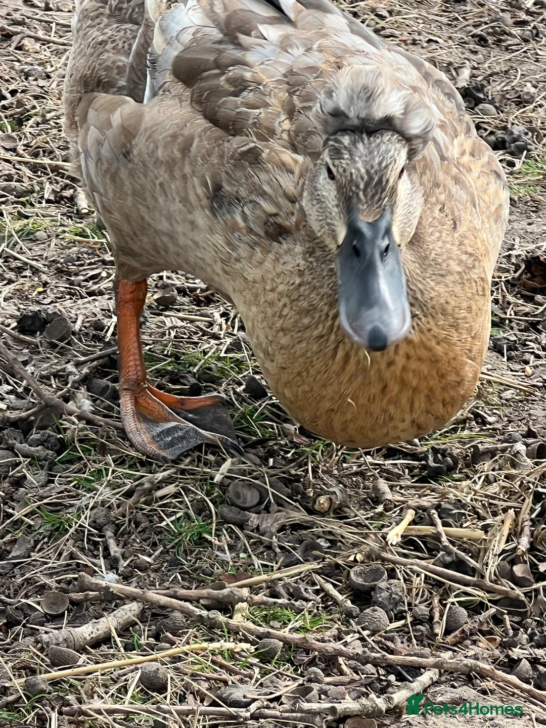 Ducks poultry for sale: Crested / Pom Pom runner duck x - Advert 4