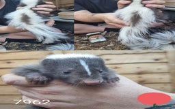 Mixed Breed rodents for sale: Beautiful Skunks for sale  - Image 3
