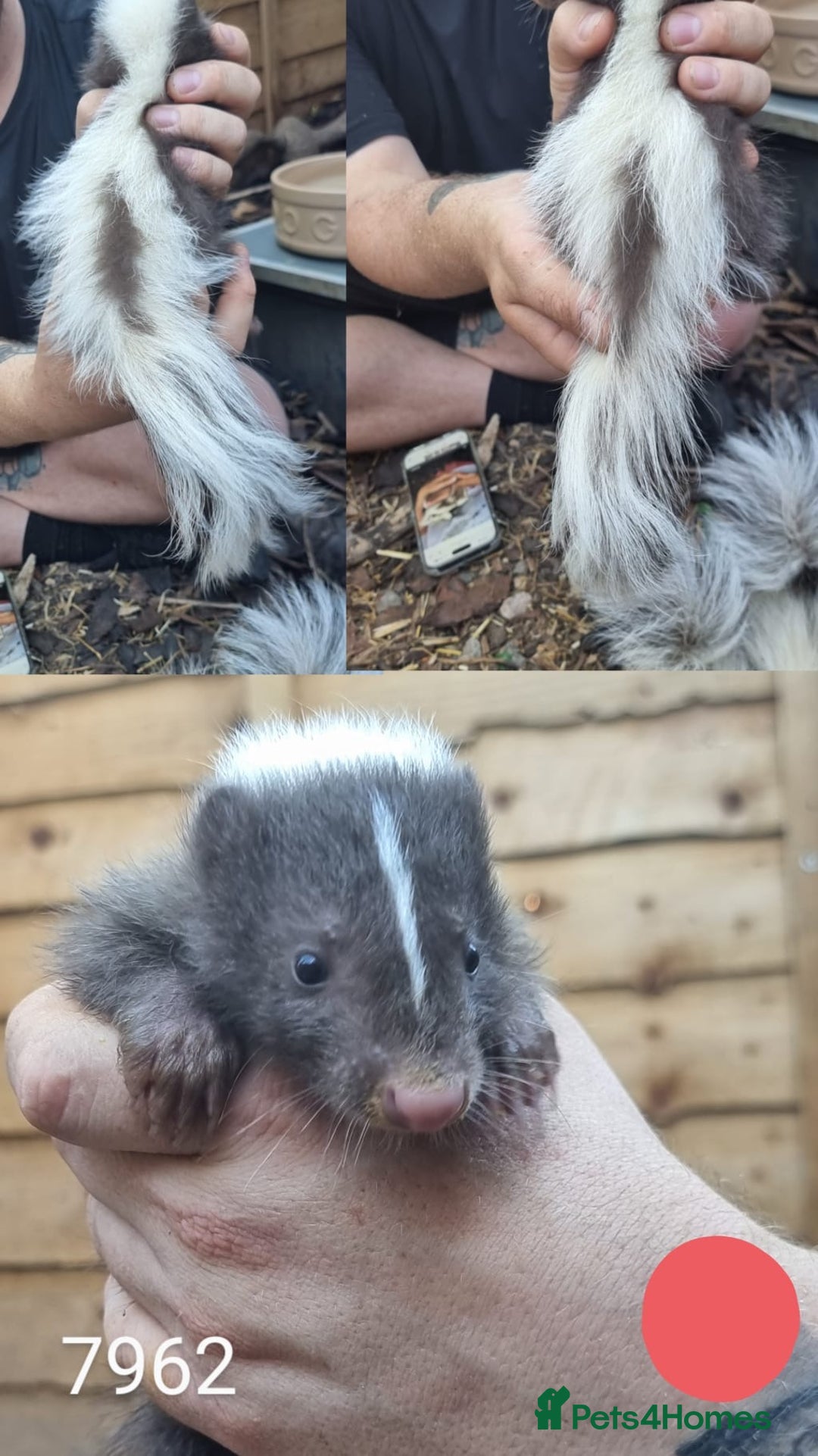 Mixed Breed rodents for sale: Beautiful Skunks for sale  - Image 3