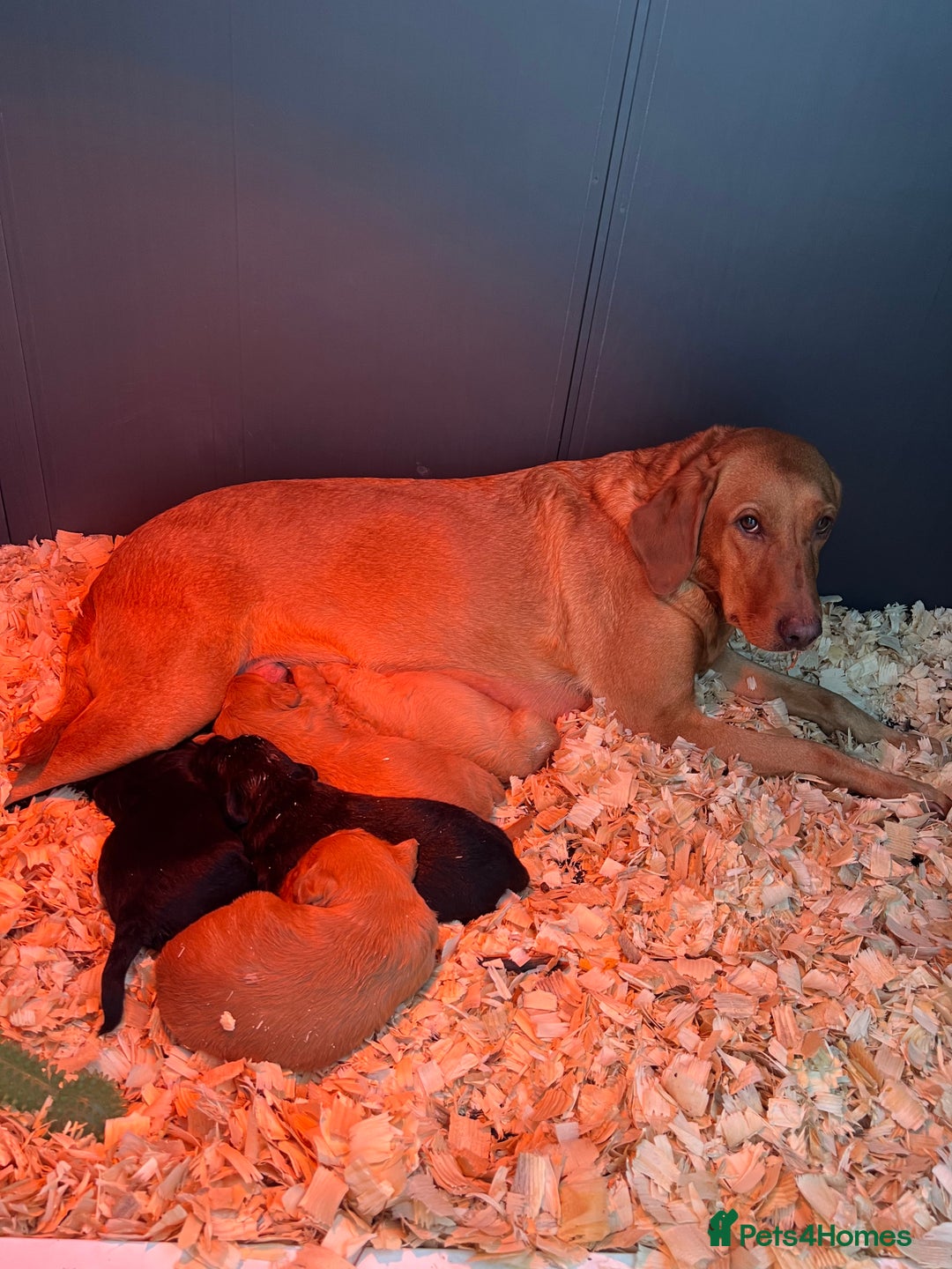 Labradoodle dogs for sale: 🌟 GOLD STANDARD – HIGH HEALTH STATUS LABRADOODLES - Image 10