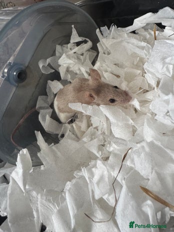Mouse rodents - Advert 8