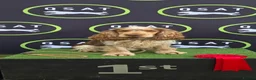 Cocker Spaniel dogs for stud: Proven, kc reg, show cocker stud  - Advert 4