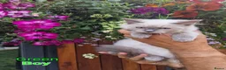 Ragdoll cats for sale: Ragdoll Kittens Ready For Forever Homes - Advert 13