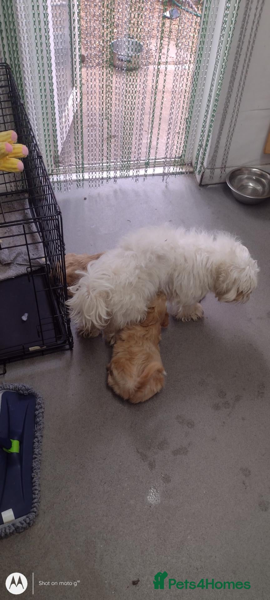 Mixed Breed dogs Two stunning blondes in London  - Advert 5