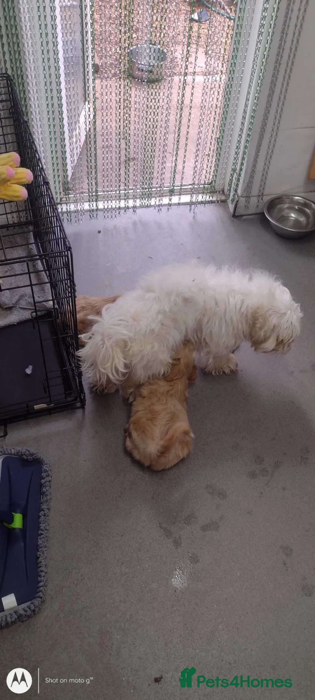 Mixed Breed dogs for sale: Two stunning blondes in London  - Advert 1