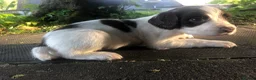 English Springer Spaniel dogs for sale: English Springer Spaniel pups for sale! - Advert 20