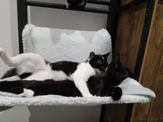 Mixed Breed cats 2 Female Kittens looking for a forever home - Advert 13