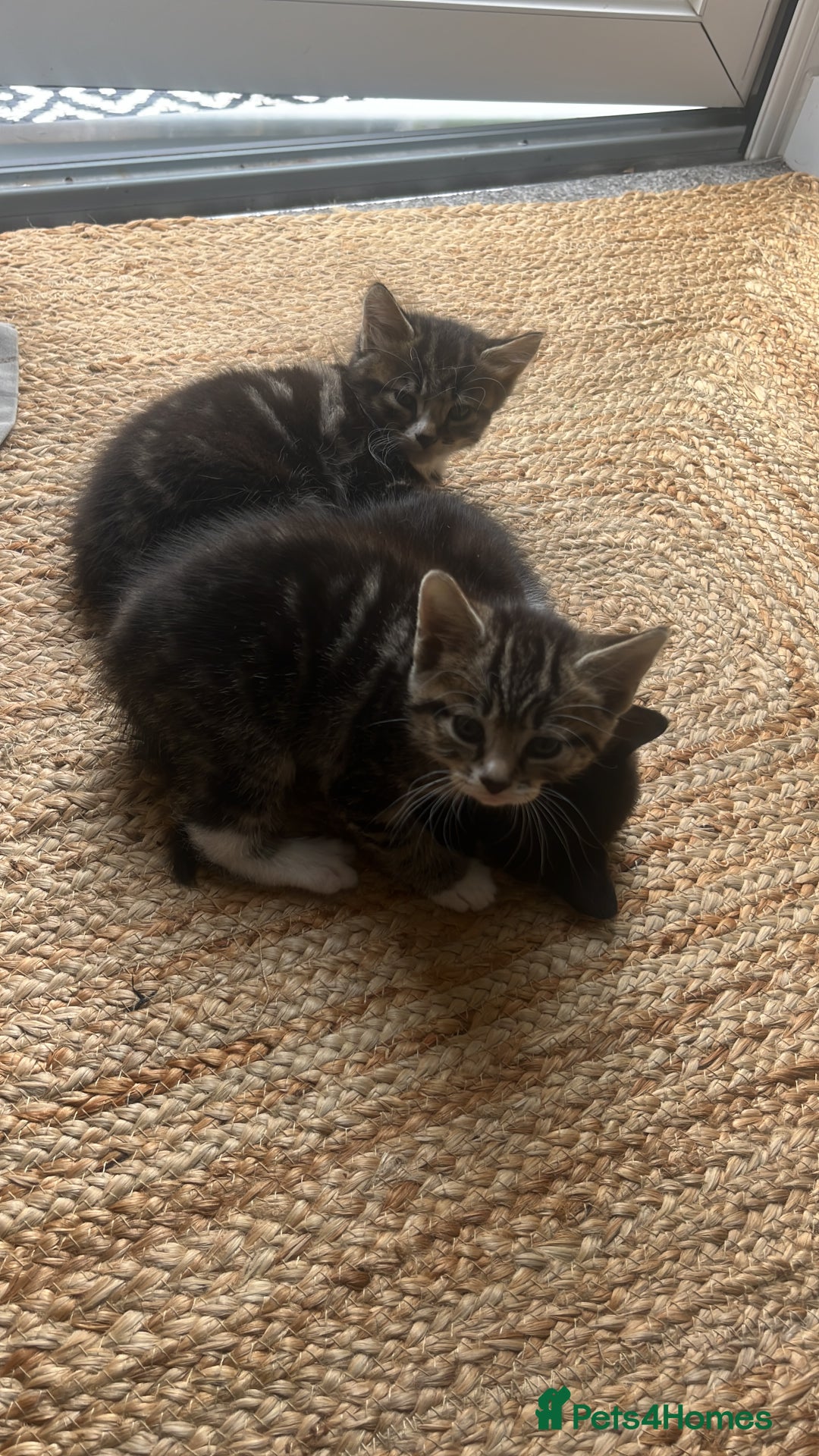 British Shorthair cats for sale: Loving kittens - Image 1