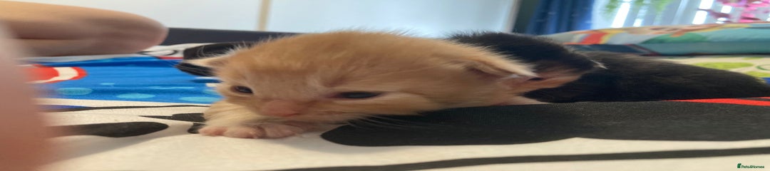 Ragcoon Kitten 1