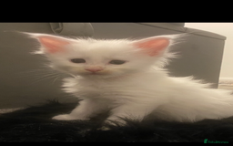 Maine Coon cats for sale: Beautiful Rare White Blue Eyed GCCF Maine Coons - Image 9