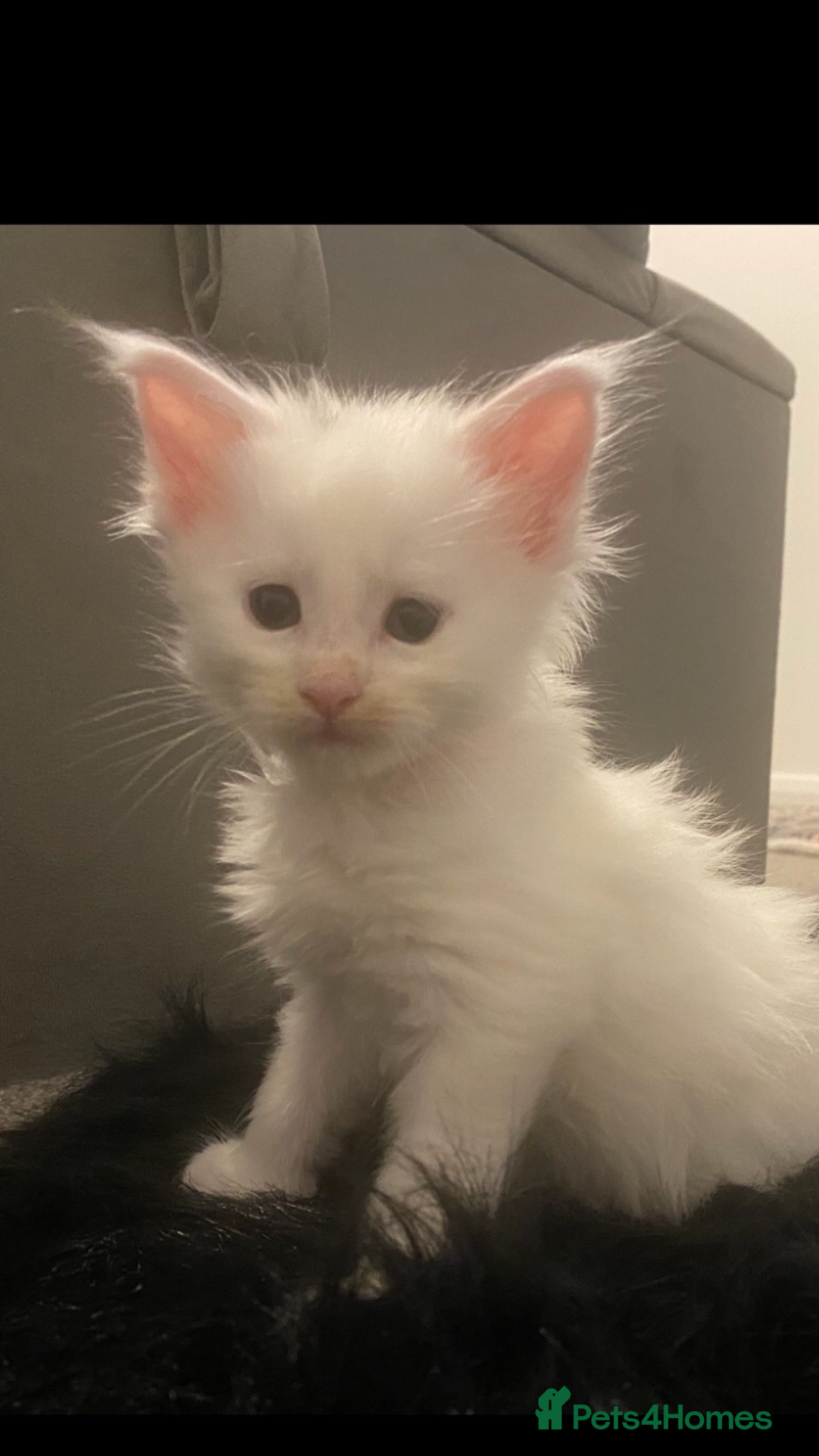 Maine Coon cats for sale: Beautiful Rare White Blue Eyed GCCF Maine Coons - Image 9