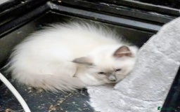 Ragdoll cats for sale: Pedigree Ragdolls for sale £495 - Image 30