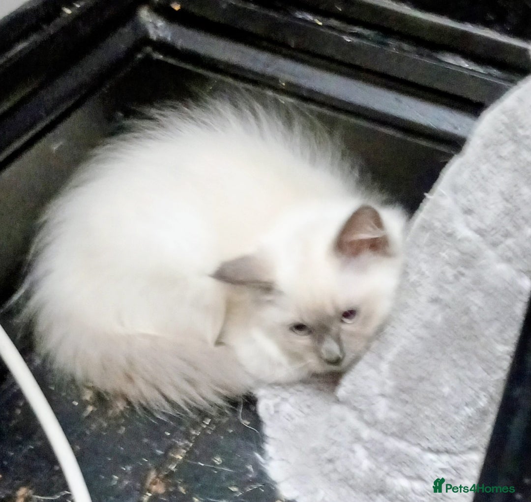 Ragdoll cats for sale: Pedigree Ragdolls for sale £495 - Image 30