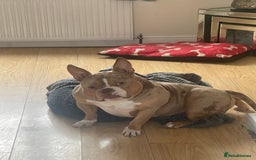 American Bully dogs for sale: Micro bully  - Image 2