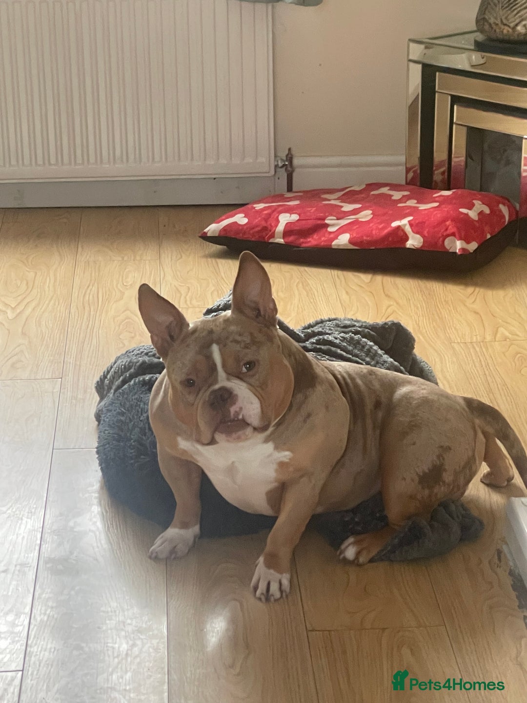 American Bully dogs for sale: Micro bully  - Image 2