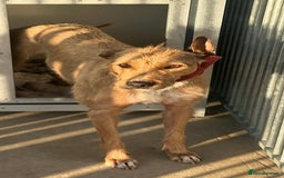 Mixed Breed dogs for sale: Stunning Wheaton bull cross girls - Image 11