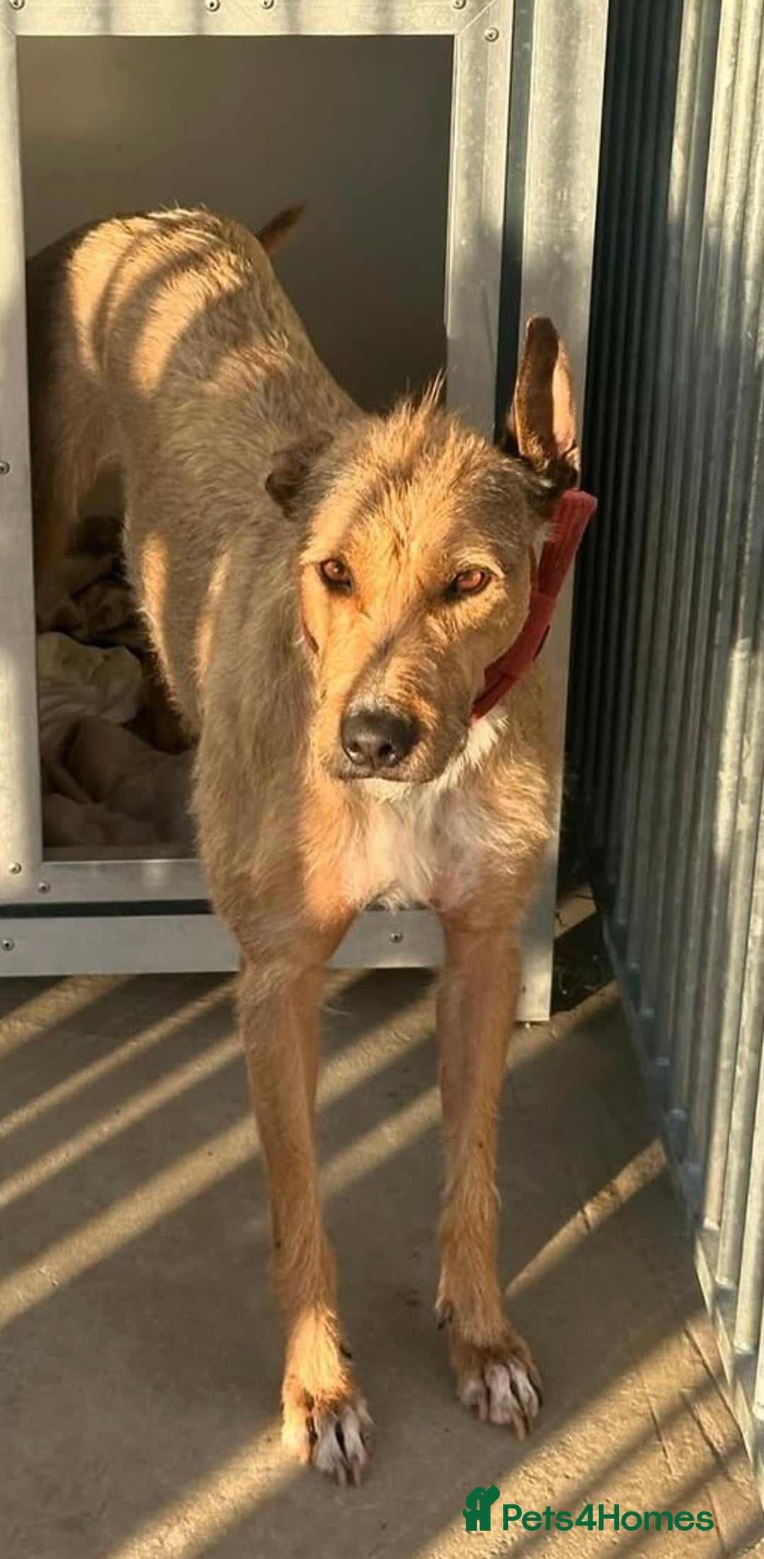 Mixed Breed dogs for sale: Stunning Wheaton bull cross girls - Image 11