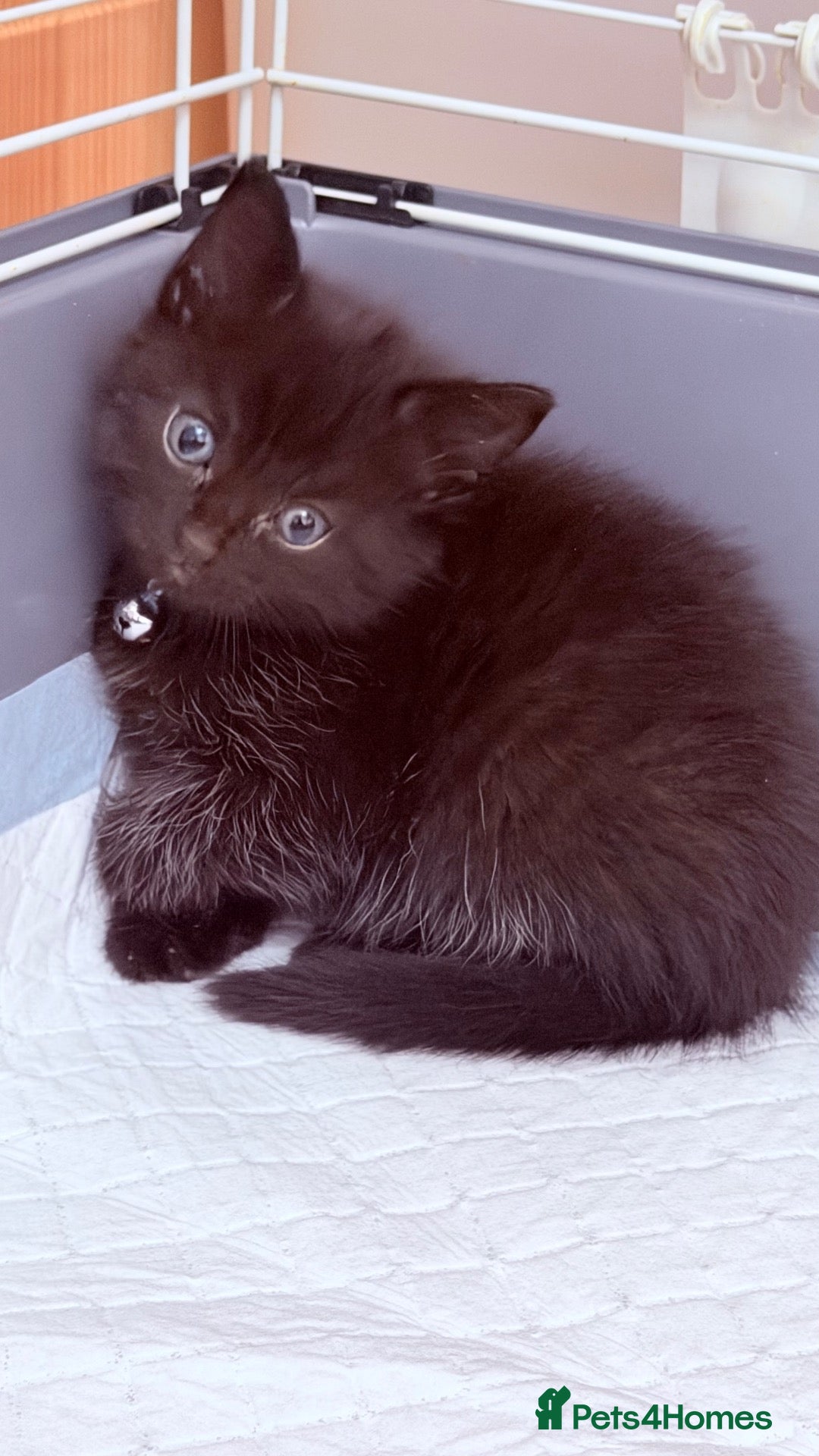 RagaMuffin cats 🤎Beautiful Ragamuffin Kittens🤎 - Advert 1