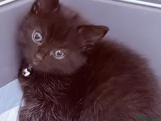 RagaMuffin cats 🤎Beautiful Ragamuffin Kittens🤎 - Advert 1