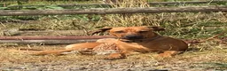Rhodesian Ridgeback dogs for sale: 6 month old Rhodesian ridgeback boy puppy - Advert 2