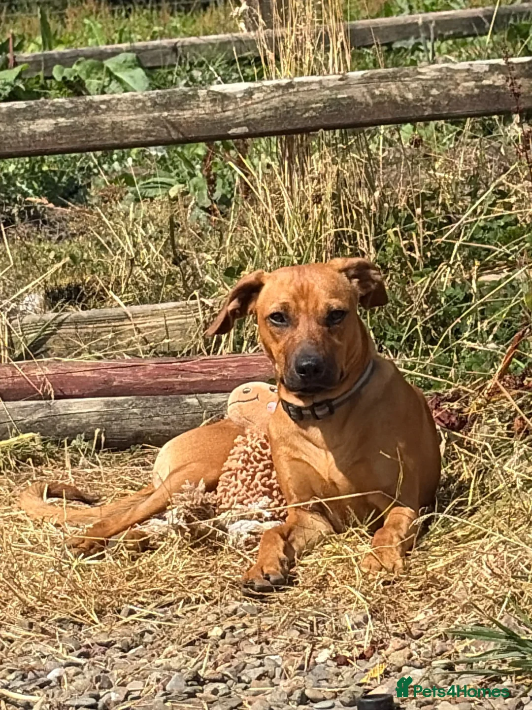 Rhodesian Ridgeback dogs for sale: 6 month old Rhodesian ridgeback boy puppy - Advert 2