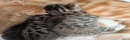 Mixed Breed cats for sale: Beautiful half Bengal kittens - Advert 2