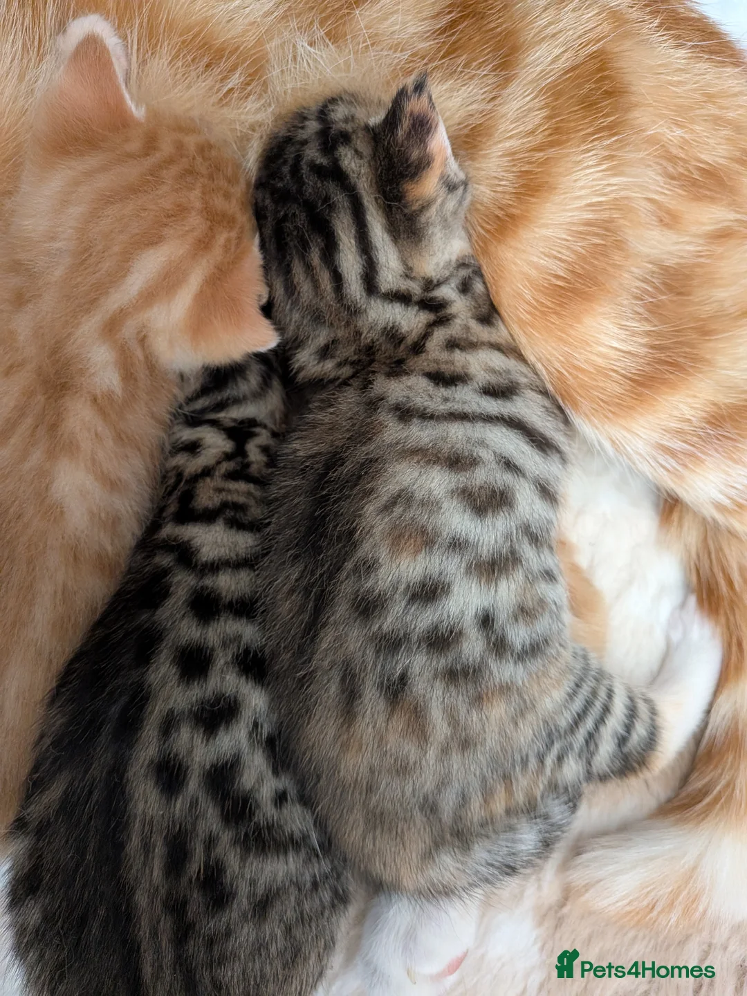 Mixed Breed cats for sale: Beautiful half Bengal kittens - Advert 2