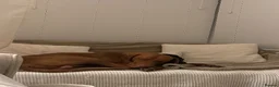 Hungarian Vizsla dogs for sale: Looking to rehome my wonderful Viszla  - Advert 4