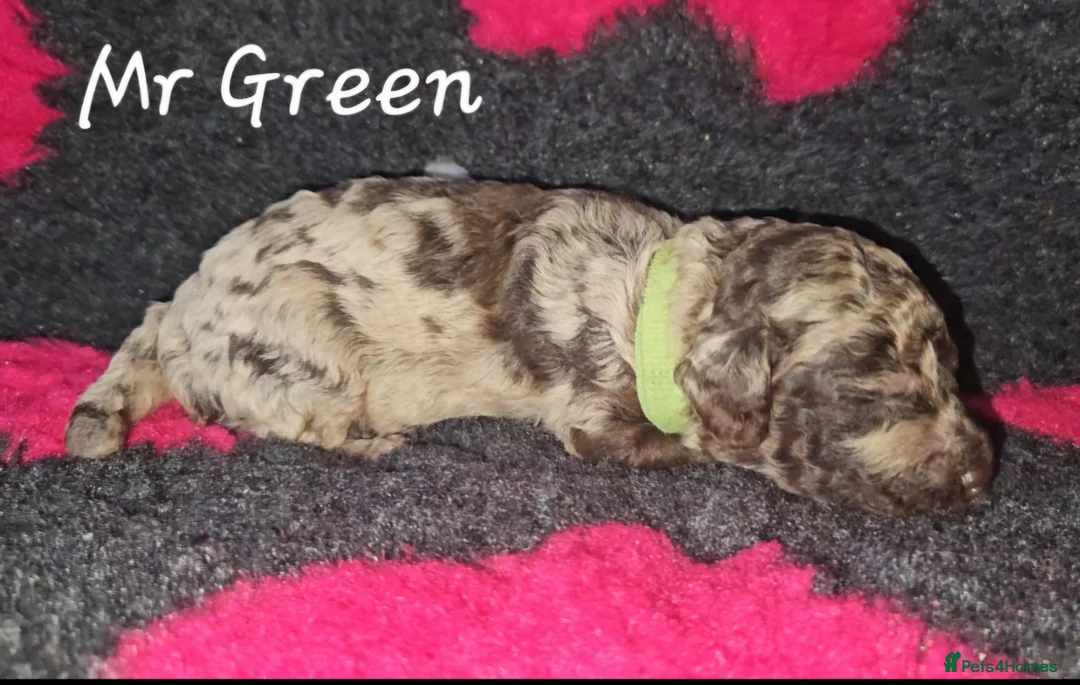 Cockapoo dogs for sale: F1b Choc Merle/Choc Cockapoo's  - Advert 8