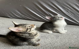 Mixed Breed cats for sale: Adorable 8wk Long-Haired Kittens – Ready Now  - Image 7