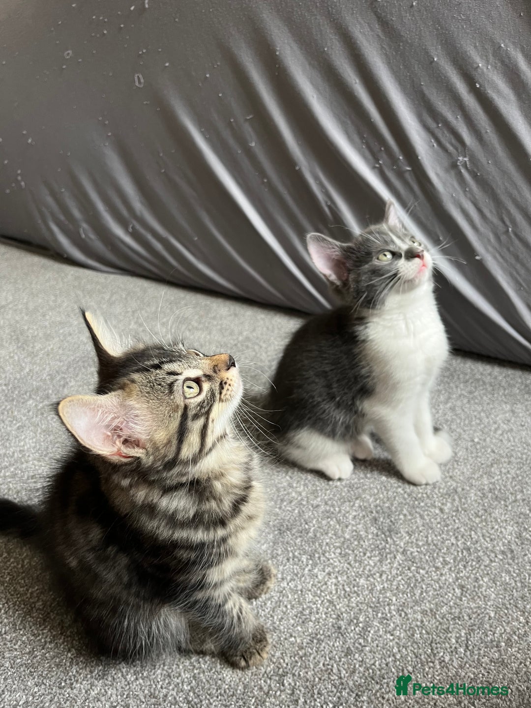 Mixed Breed cats for sale: Adorable 8wk Long-Haired Kittens – Ready Now  - Image 7