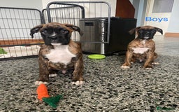 Boxer dogs for sale: KC Registered Boxer puppies  - Image 4