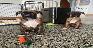 Boxer dogs - Advert 4