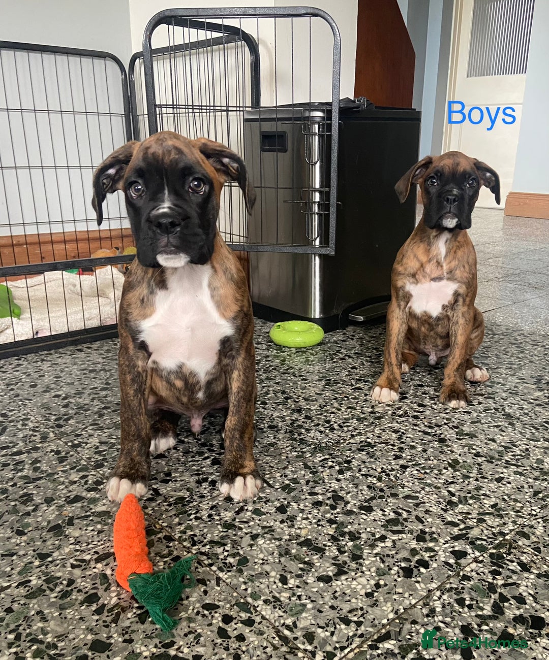 Boxer dogs for sale: KC Registered Boxer puppies  - Image 4